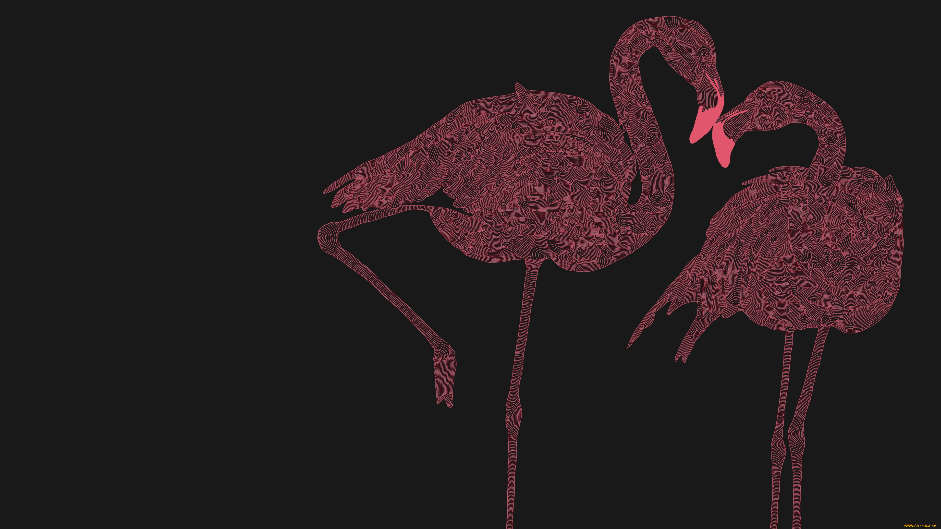 Фламинго на черном фоне обои